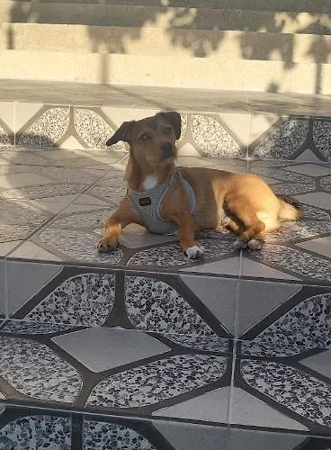 בית אירוח Picasso *